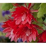 Red Orchid Cactus 4" Pot - Epiphyllum - Exotic