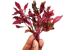 (Alternanthera Reineckii Rosanervig) Planterest – Alternanthera Bundle Live Aquarium Plant Decorations BUY2GET1FREE