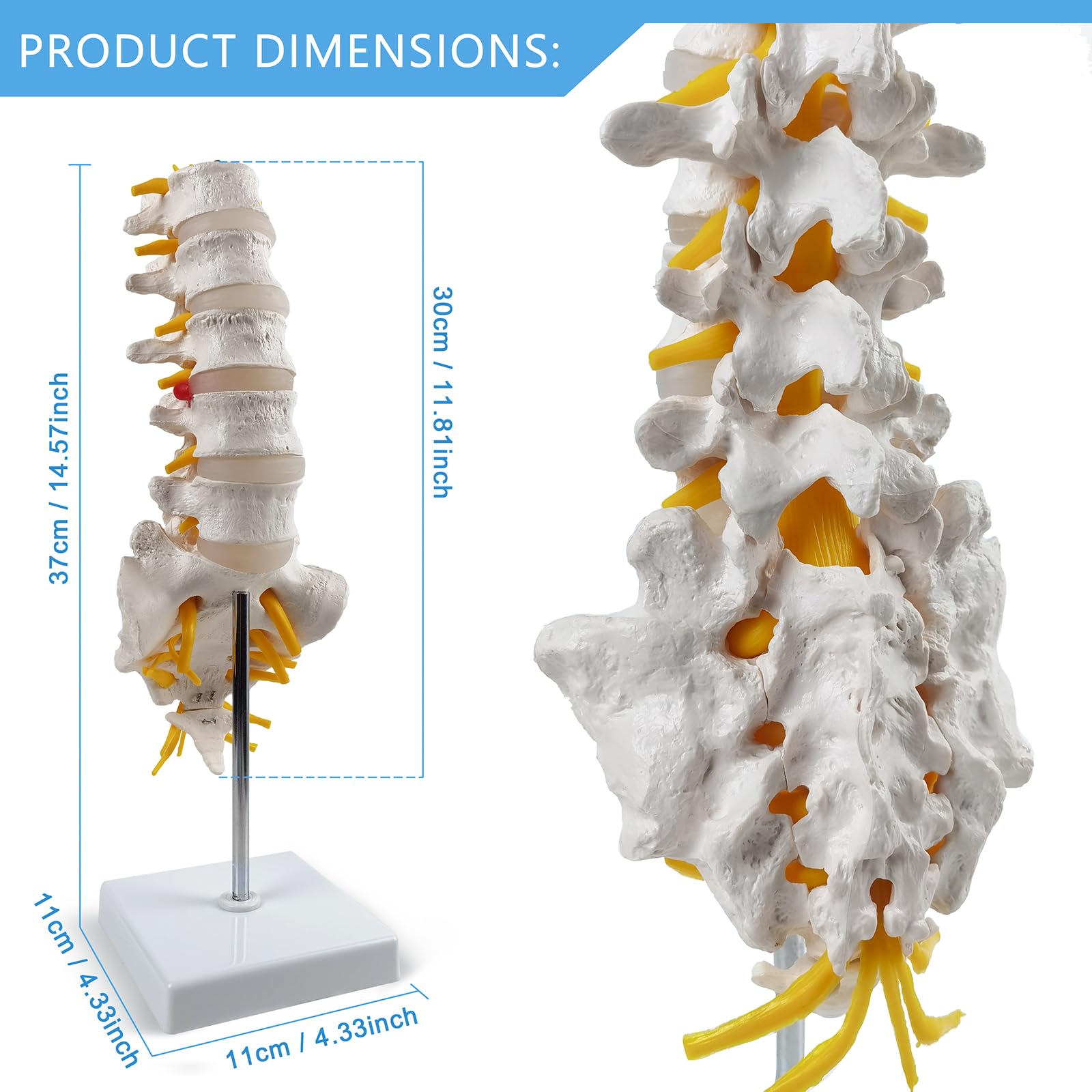 Mua 2025 New Life Size Lumbar Spine Model -Human Lumbar Vertebrae ...