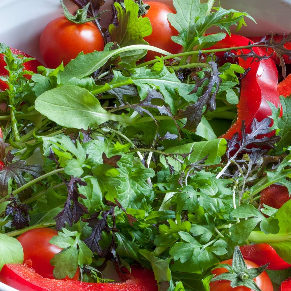 Thompson & Morgan - Vegetables - Salad Leaves - Speedy Mix - 500 Seed, Red - Image 3