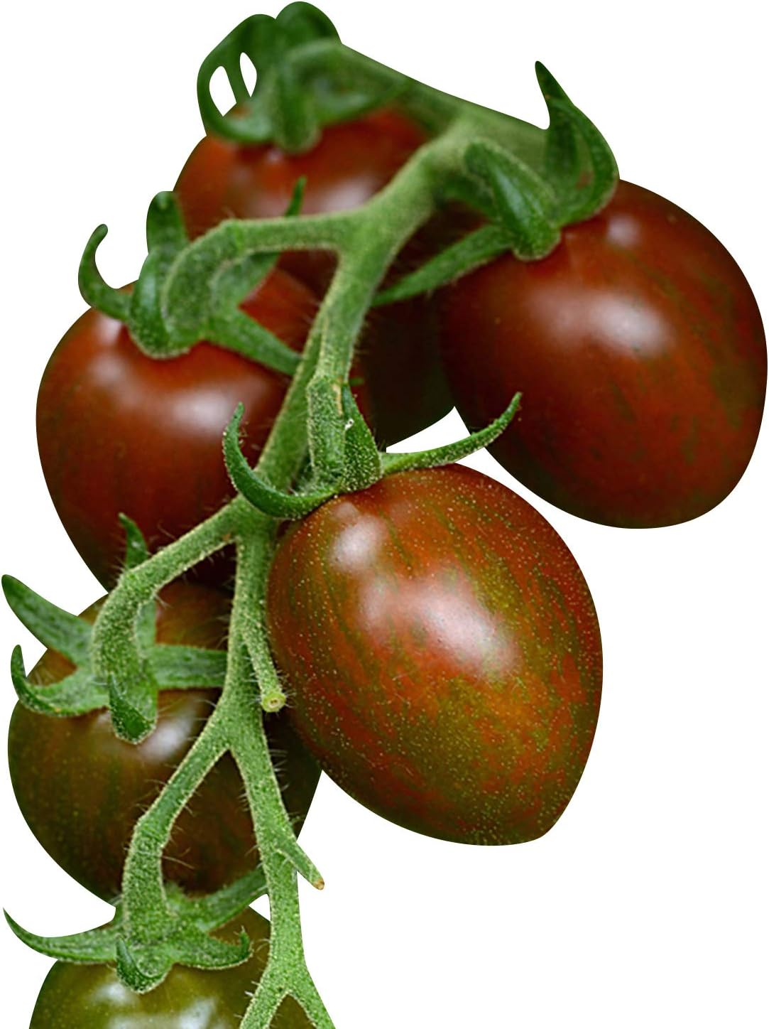 Specialty Tomato Plant Seeds - Chocolate Sprinkles Variety - Hybrid-F1 for Improved Disease Resistance- Tomato Seeds - 100 Seeds