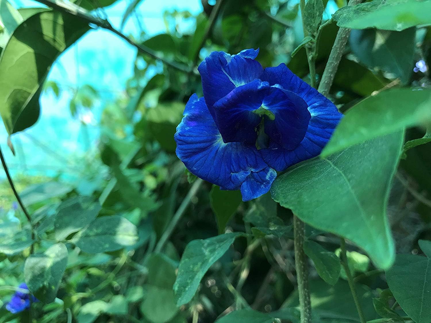 Green Paradise® Extremely rare blue Clitoria Ternatea butterfly pea vine five petal double layer flower plant seeds(12 seeds pack)