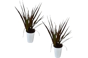 THE THREE COMPANY Dracaena Spike - Live Accent Plant (2 Per Pack), Purple and Green Spike - 12" Tall by 8" Wide in 1 Qt Pot