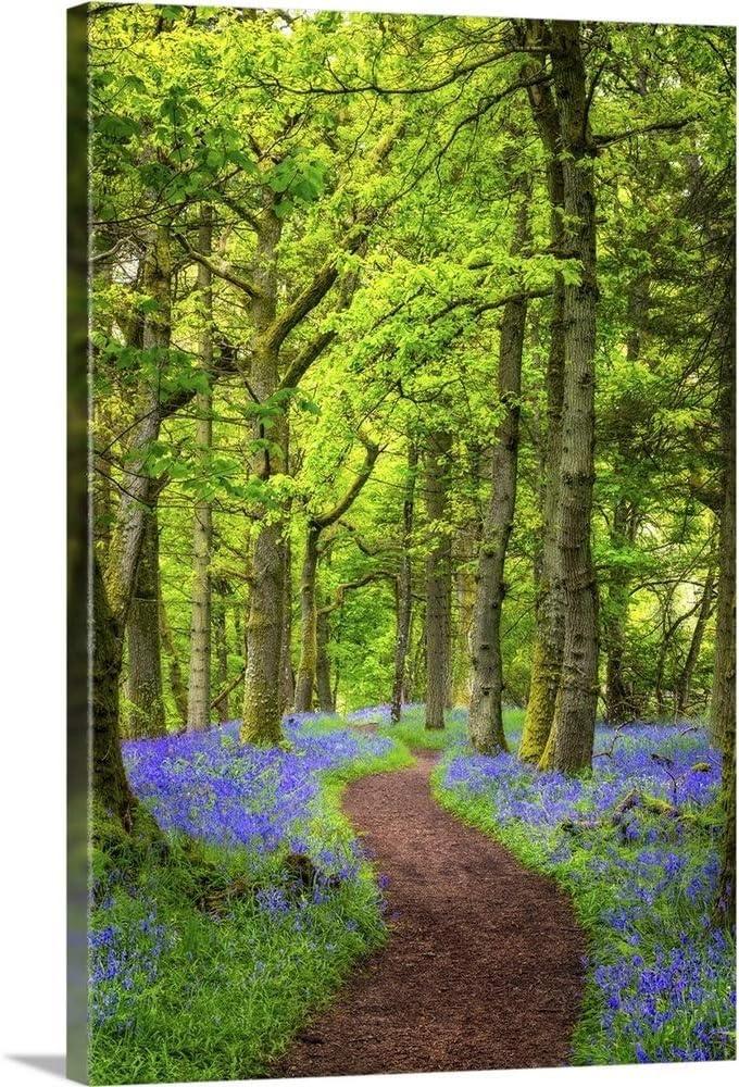GREATBIGCANVAS A Forest of Bluebells in Scotland's Bluebell Woods, Perthshire Canvas Wall Art Print, 16"x24"x1.5"