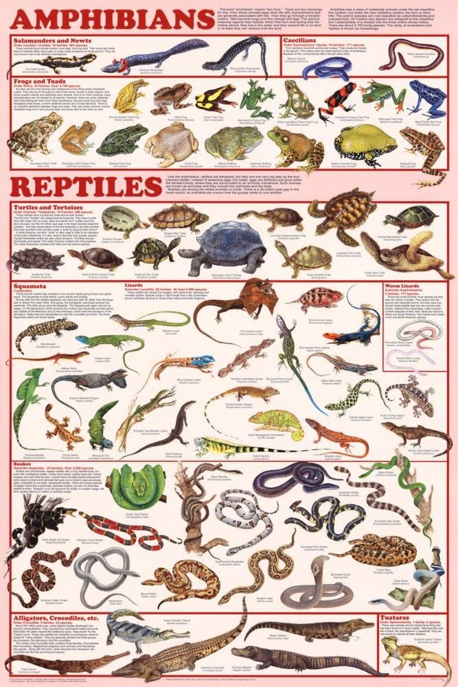 Amphibians & Reptiles Poster 24x36: Amazon.co.uk: Welcome