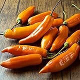 CHUXAY GARDEN Aji Amarillo Seed 100 Seeds Peruvian