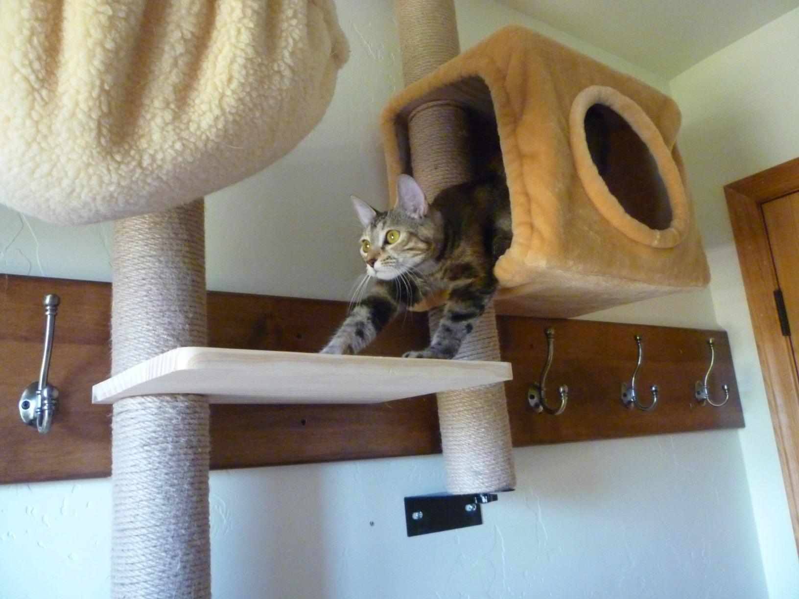 11/mo Finance BIG NOSE Wall Mounted Cat Scratching Post Multi Level