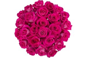 Colour Republic Fresh Cut Premium Ecuadorian Hot Pink Roses, 25 Fresh Flowers