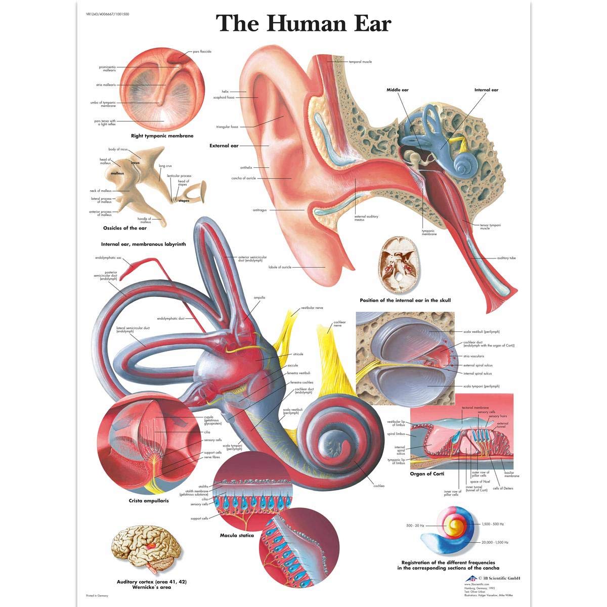 3B Scientific VR1243UU Human Anatomy - Human Ear Chart, Paper Version