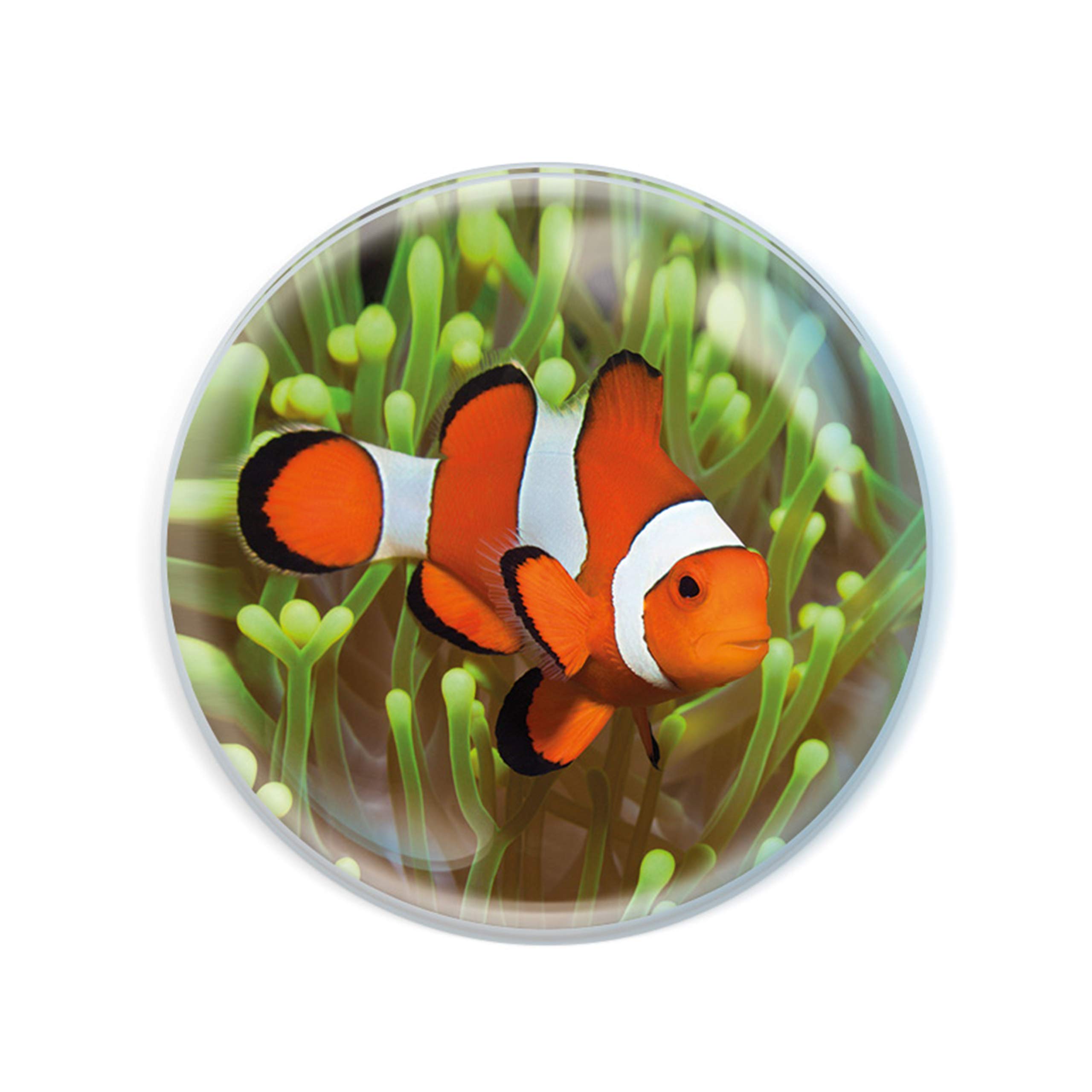 Deluxebase Magnidome Clown Fish Fridge Magnet – Crystal Glass Dome Animal Magnets for Fridges, Decorative Strong Magnet for Kitchen Accessories, Novelty Gifts and Cute Home Decor.