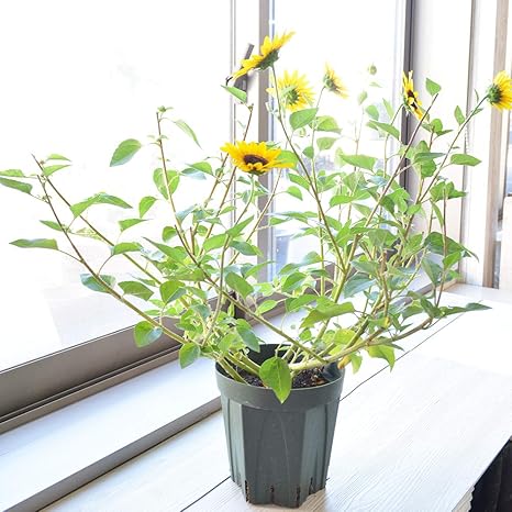 Amazon 相武ガーデン 鉢花 ひまわり サンビリーバブル 6寸プラスチック鉢 ヒマワリ 向日葵 観葉植物 オンライン通販