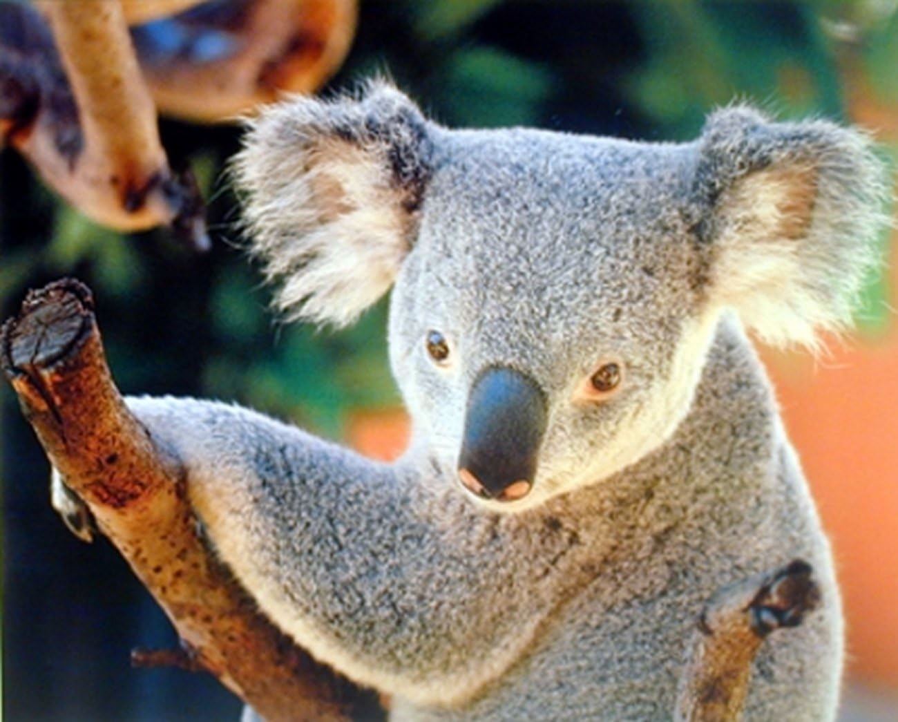 Amazon Com Wall Decor Koala Bear Holding A Tree Kids Room Art