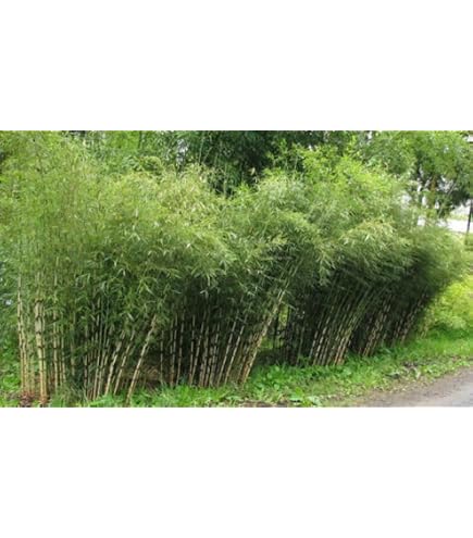 gummibaum günstig kaufen Gummibaum Ficus Elastica Robusta Zimmerpflanze Ø40cm ↕170cm main image 1