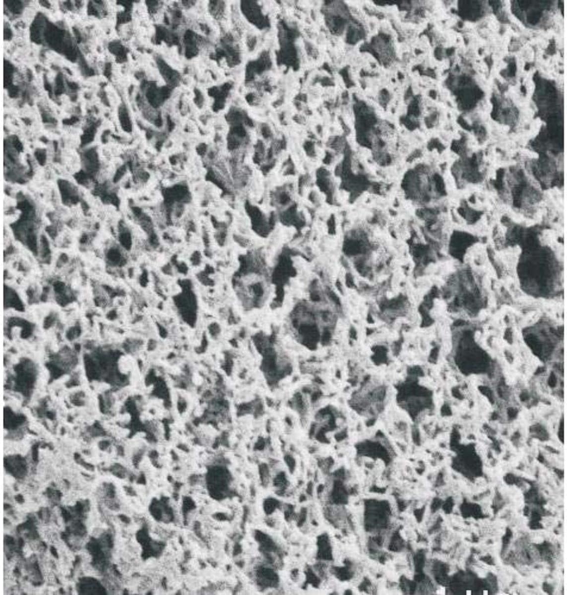 GVS Life Sciences1213810 Nylon Membrane Filters Disks, 5.0 Micron Pore Size, 13mm Diameter (Pack of 100)
