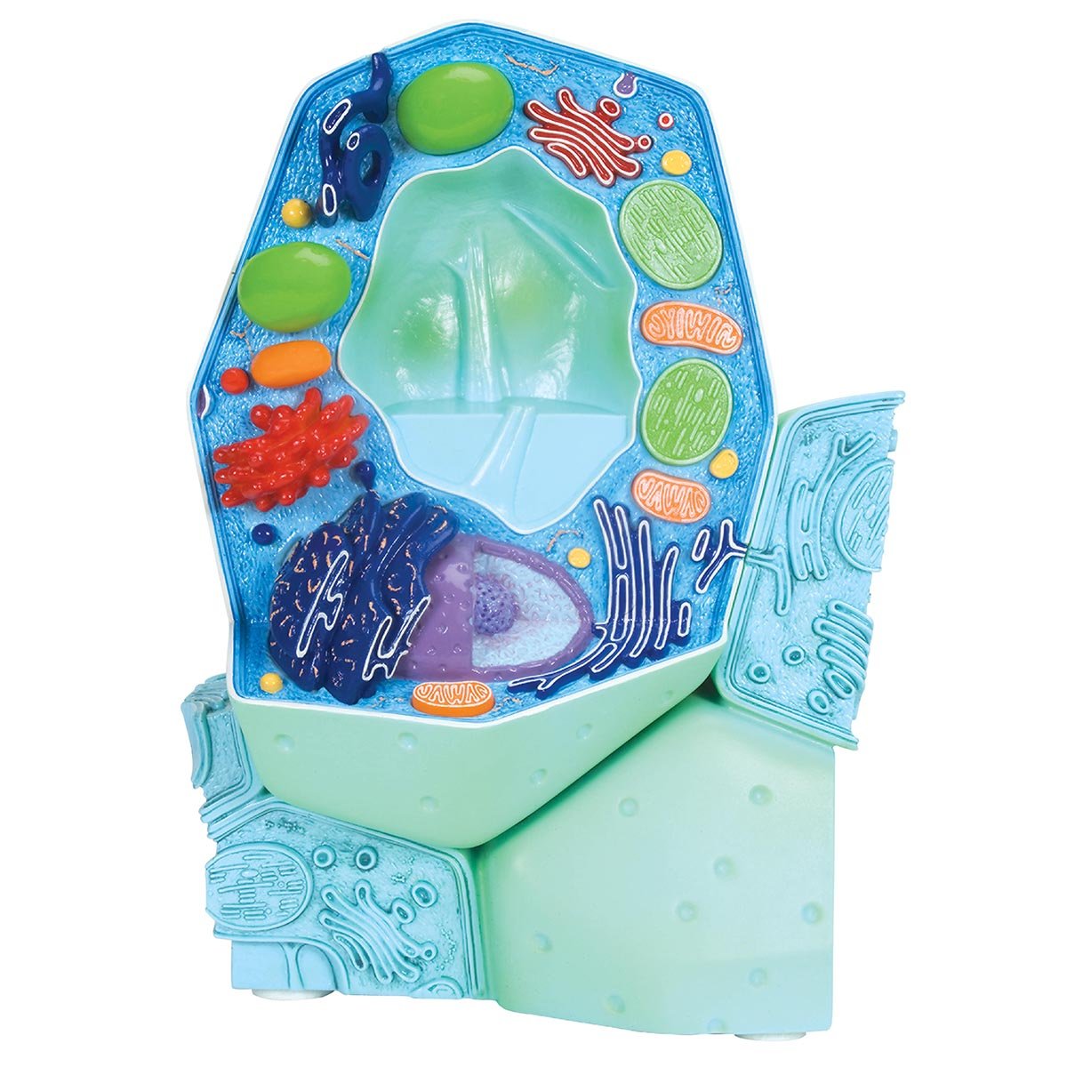 3B Scientific R05 Plant Cell Model