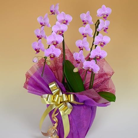 Amazon 胡蝶蘭専門店はなやか 胡蝶蘭 ピンクミディ 2本立ち ギフト 生花 生産直売 ラッピング 札は ギフトの設定 をしてください 観葉植物 オンライン通販