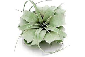 ragnaroc Air Plants - Tillandsia Xerographica, Regular 3-5” - 1ct - Live Arrival Gauranteed - House Plants for Home Decor & Gift