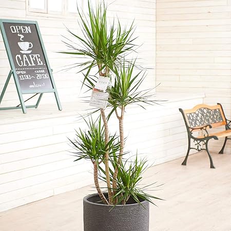 Amazon 観葉植物 ドラセナ コンシンネ 10号 インテリア鉢カバー ラグジュアリーブラックエッグ 立札 花言葉カード 欧州から輸入の装飾リボン付 開店祝い 開業祝い 新築祝い ギフト 贈り物 プレゼント 観葉植物 オンライン通販