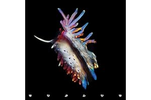 Evolve (Vinyl)