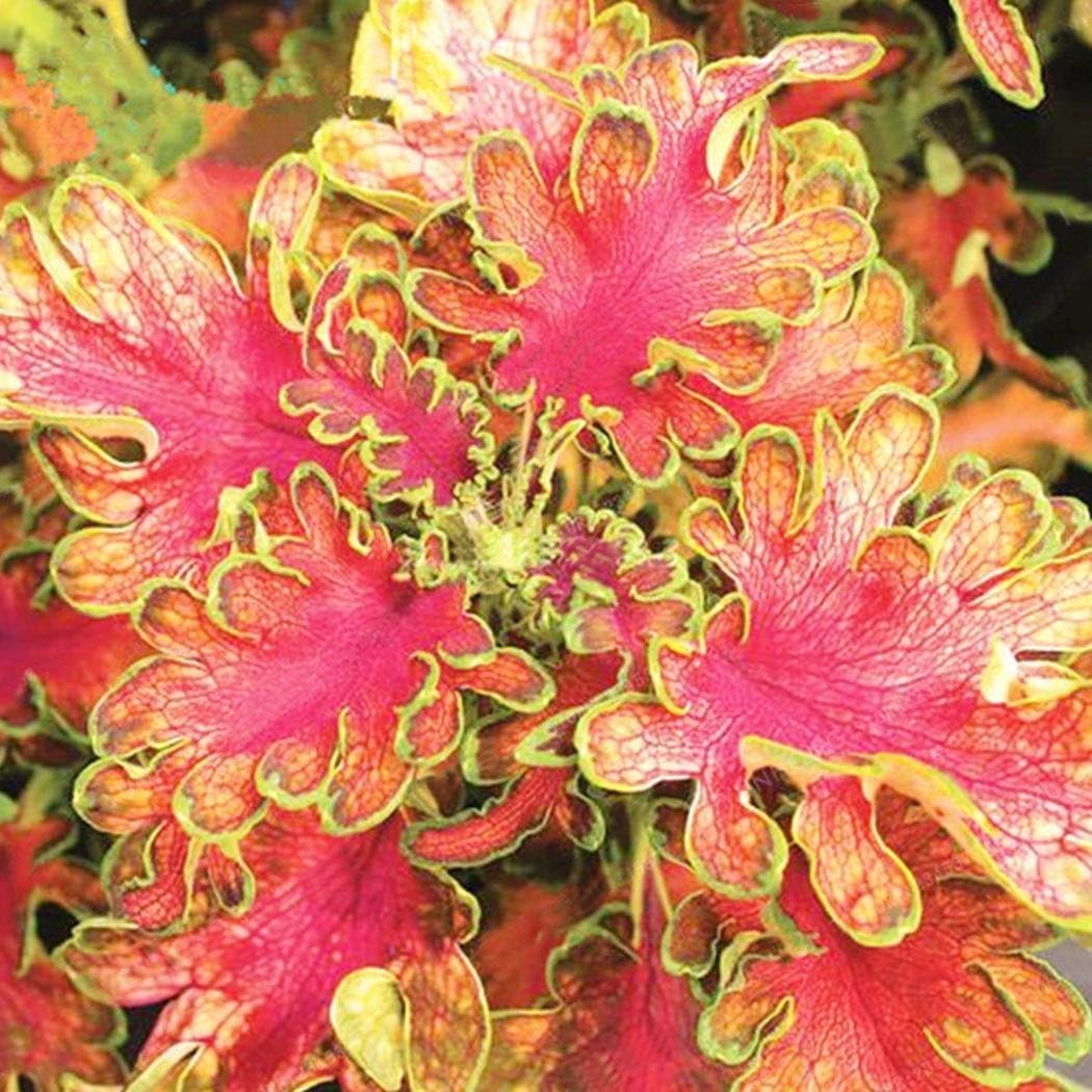 pflanze coleus