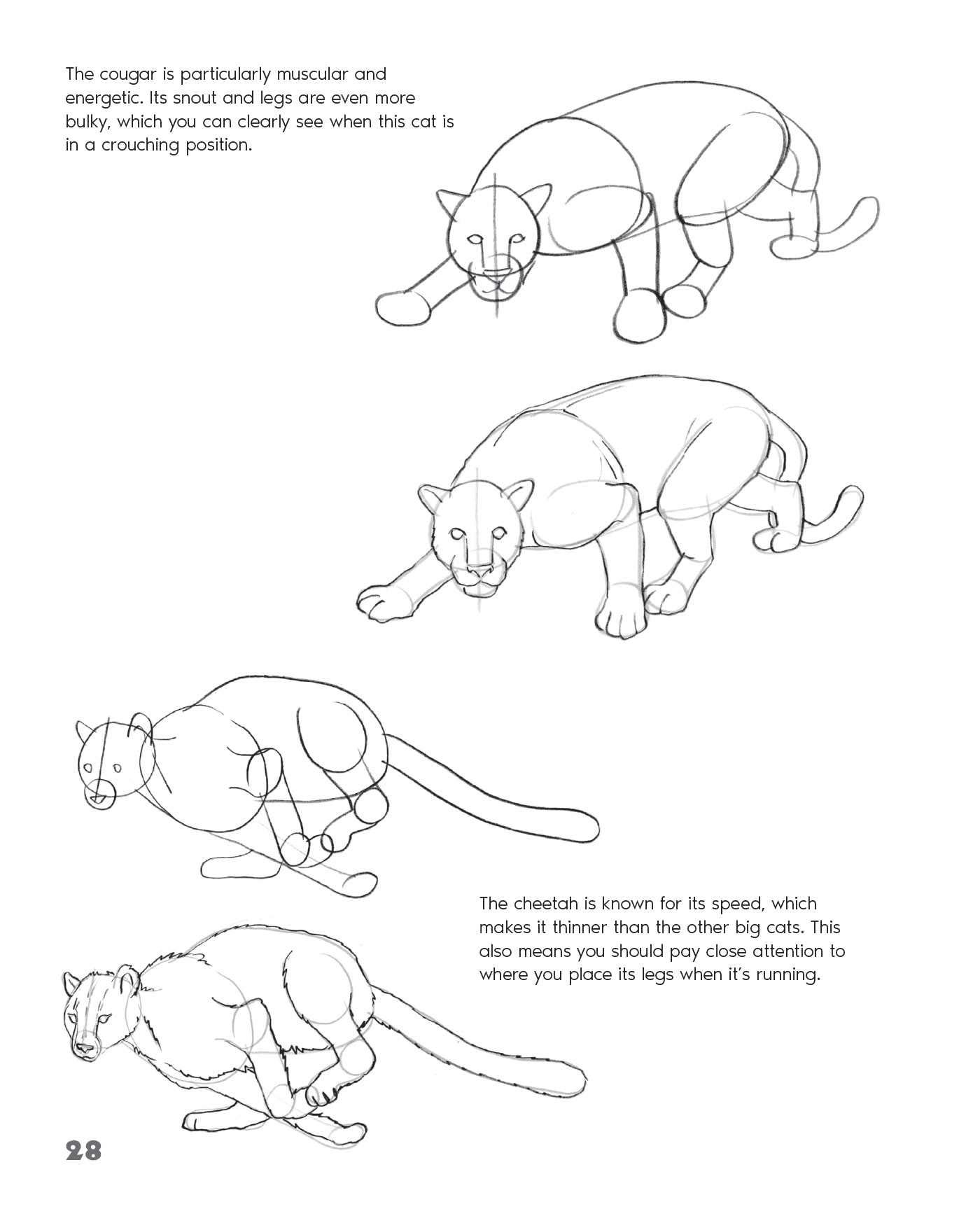 Drawing Animals: Learn How to Draw Everything from Dogs ...