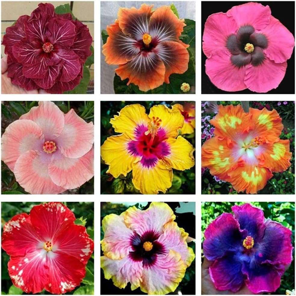 w70anFUyjn 200Pcs Hibiscus Coralline Flower Seeds Garden Exotic Coral Non-GMO Ornamental Plants Yard Home Plant DIY Bonsai Decor Multiple Colors Available Hibiscus Coralline Seeds