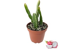 WEKIVA FOLIAGE Dragon Fruit Tree - Live Plant in a 4 Inch Pot - Hylocereous Undatus - Edible Tropical Fruit Plant from Florida