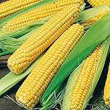 1760 Golden Bantam Sweet Corn Seeds for Planting