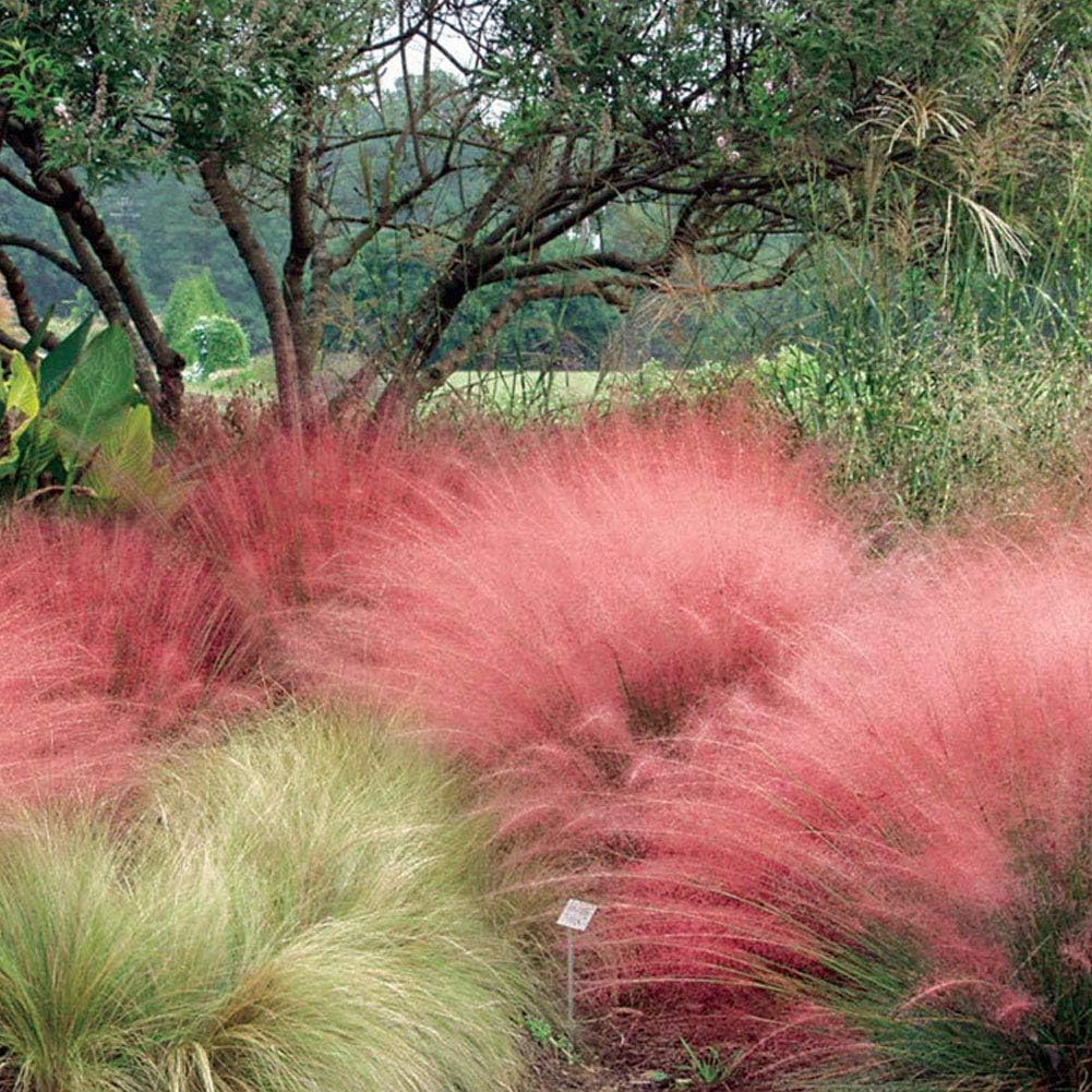 50pcs Rare Ornamental Grass Plant Seeds Hardy Drought Tolerant Muhly Grass Muhlbergia Seeds (Pink)