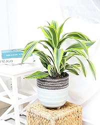Dracaena Lemon Lime