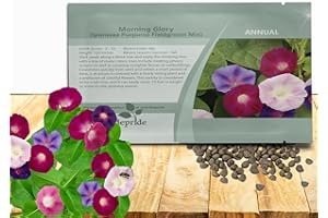 Outsidepride 250 Seeds Annual Ipomoea Purpurea Morning Glory Fieldgrown Climbing Vine Flower Seeds for Planting
