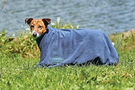 cat scratch proof sofa