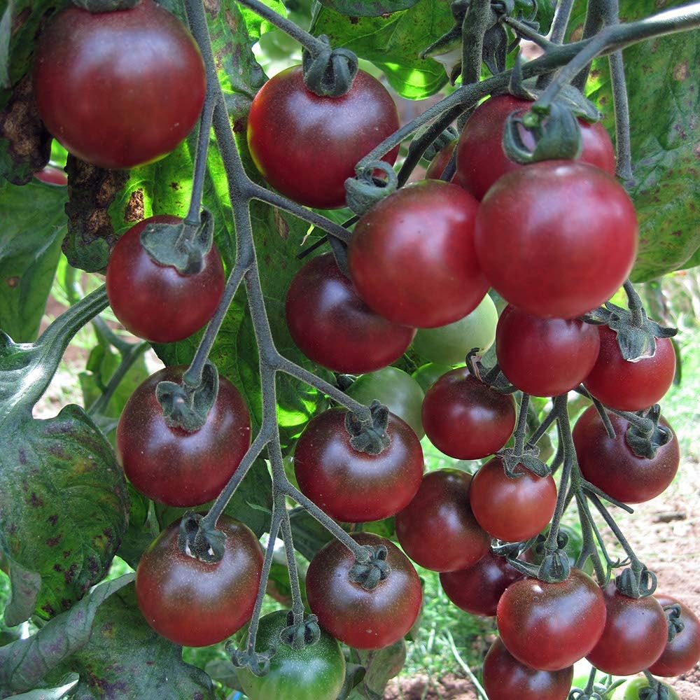 Tomato - Rosella - 20 Seeds