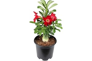 Red Desert Rose Plant Live Succulent, 1 Gal Grower Pot, Adenium Desert Rose Plant Live Indoor Houseplants & Outdoor Succulents, Easy Care Flowering Plants by Plants for Pets