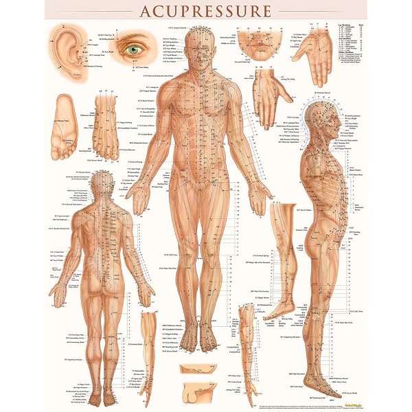 Baixingl Sheets Body Acupuncture Meridian Acupressure Points Posters ...