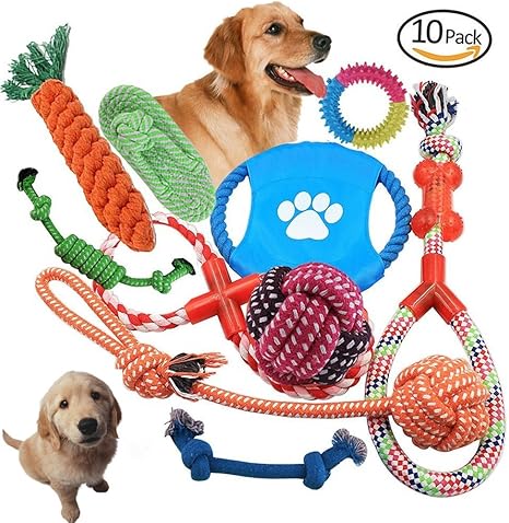 Dog Hotel Resort Un Palace Pour Chiens Et Chats Le Parisien