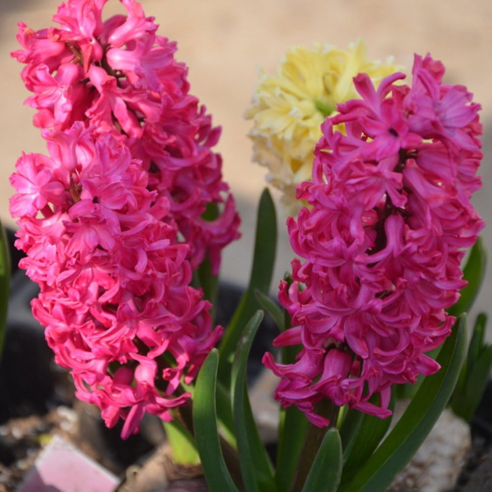 Kukakoo's Garden 丨100Pcs Saintpaulia Ionantha African Violet Seeds Beautiful Flower Garden Plant Non-GMO Seeds Open Pollinated Seeds for Planting - Blue