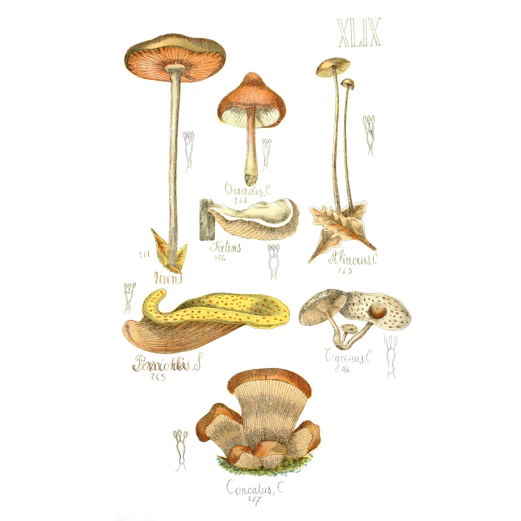 Fungus Mushrooms Concalus Oreades Large Wall Art Print Canvas Premium Poster