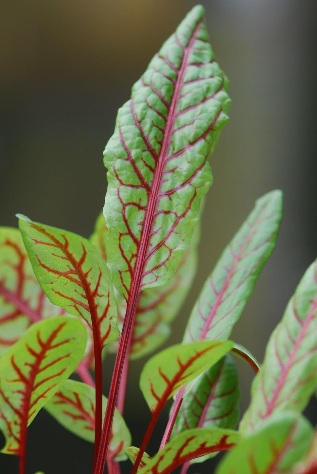 920mg Red Veined Sorrel Seeds ~ Colorful Perennial ~ Baby Salad Greens ~ Garden