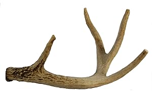 Big Dog Antler Chews - Whitetail Deer Antler Dog Chew, Medium, 8 Inches to 13 Inches Long, Natural, Healthy Long-Lasting Treat. for Medium to Large Size Dogs and Puppies.