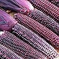 TomorrowSeeds - Double Red Sweet Corn Seeds - 45+ Count Packet - for 2025 Purple Husk Bloody Butcher Seneca Stalker Ornamental Indian Dent