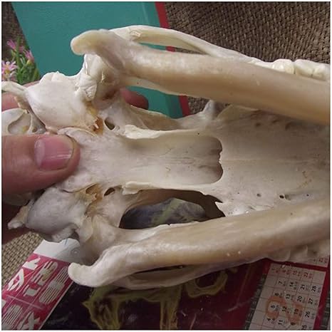 Amazon Co Jp オオカミの頭蓋骨モデル動物樹脂像モデル剥製動物の頭動物研究のための本物のコヨーテの頭蓋骨レプリカ教材 家の装飾 スポーツ アウトドア