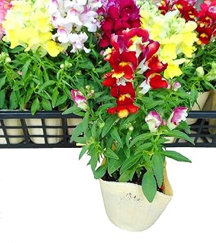 Amazon 金魚草 キンギョソウ ミックス 8ポットセット 3号苗 花苗 セット販売 ガーデニング 花苗 まとめ売り 花