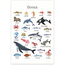 Amazon.com: Ocean Animals Poster - Ocean Creatures Ocean Wildlife ...