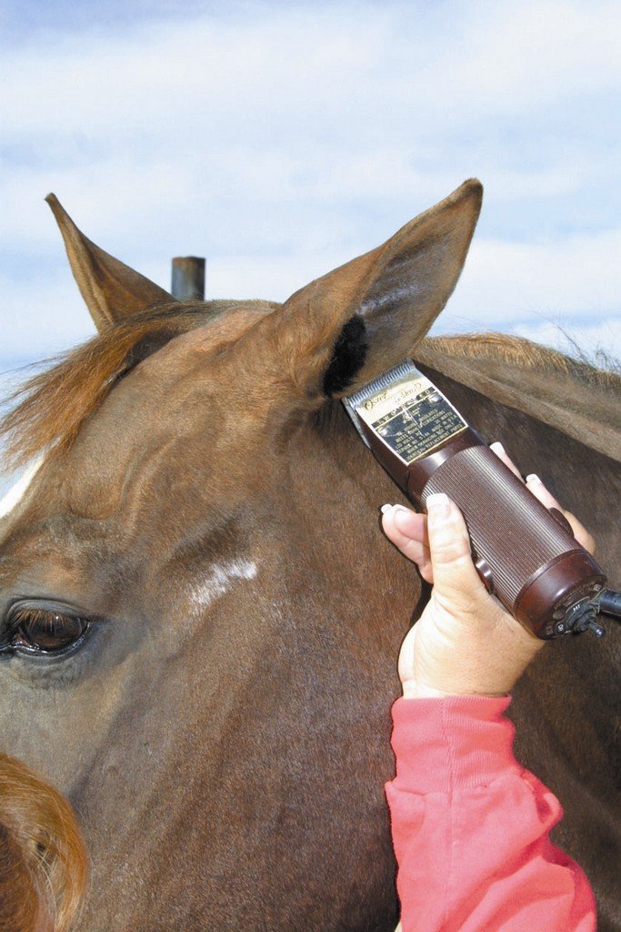 Buy Equine Comfort Products Ecp Sheepskin Horse Ear Plug Brown