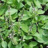 Tulsi Seeds Holy Basil Ocimum Sanctum 100+ Rama Tulsi Brand Generic view 3