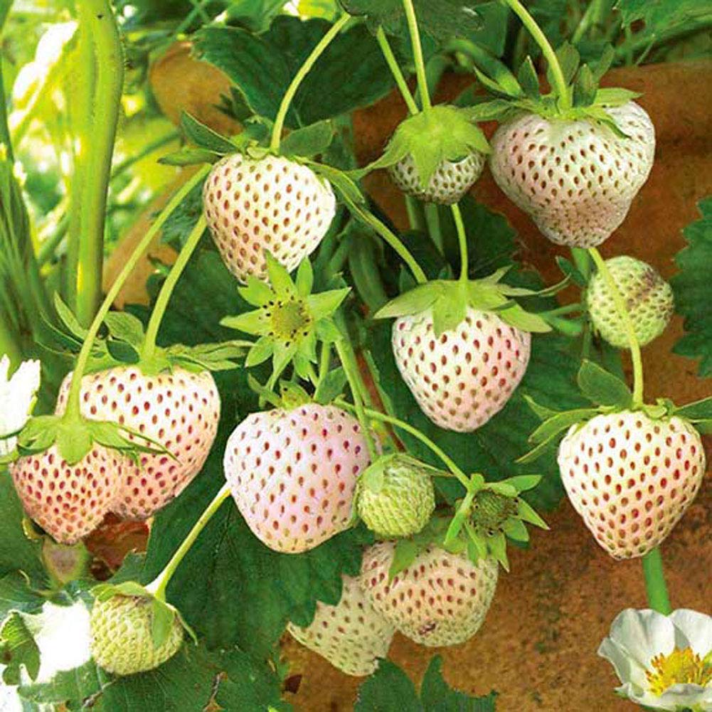 Strawberry Seeds 50 Sweet Organic Beauty White Strawberry Fruit