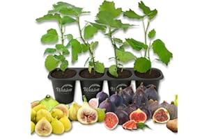 WEKIVA FOLIAGE Fig Tree Variety Multipack - 4 Live Starter Plants - Ficus Carica - Grower's Choice Based on Health Beauty and Availability