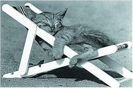 Affiche 30x40 Cm Sieste De Chat Cat Nap David Mc Enery Amazon Fr Cuisine Maison