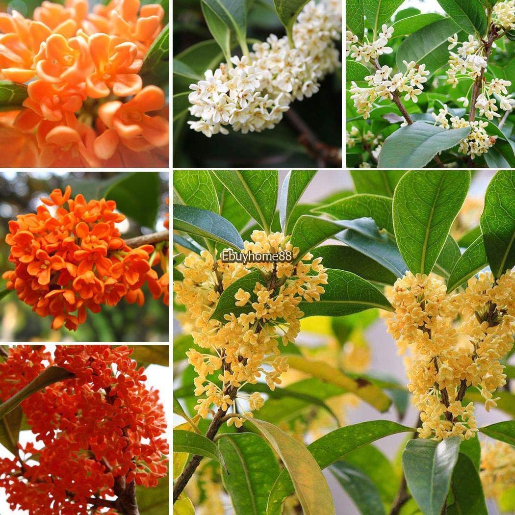 Portal Cool Paquete de se as: 4: 20Pcs cult r un huerto casero ...